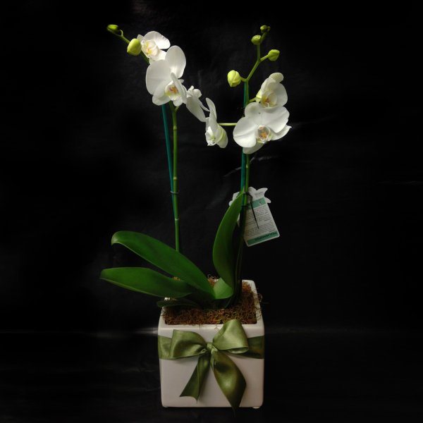 Product image: Potted Plant